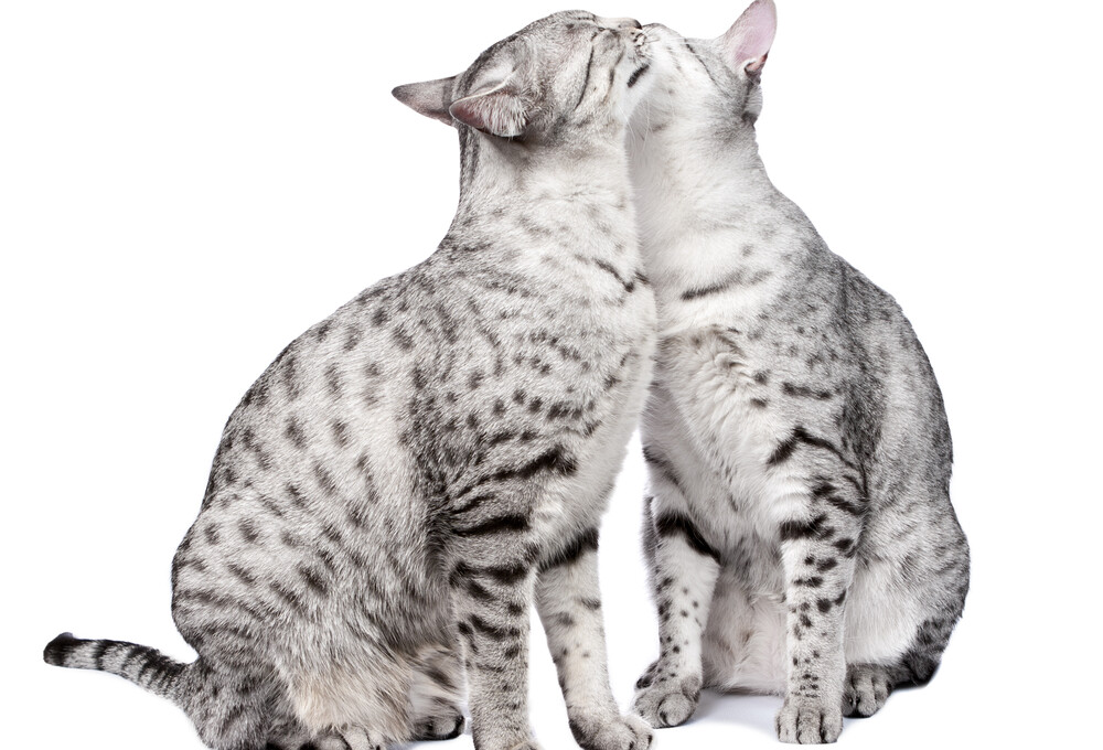 6 Reasons Why Your Cats is Licking Plastic » Petsoid