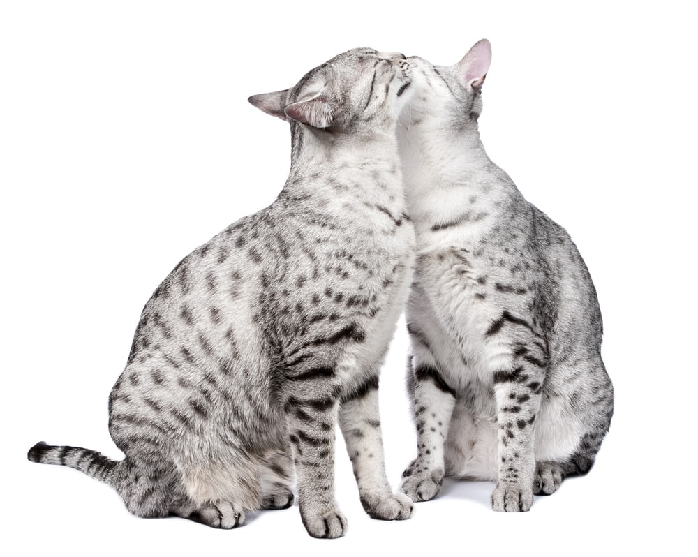 cats licking