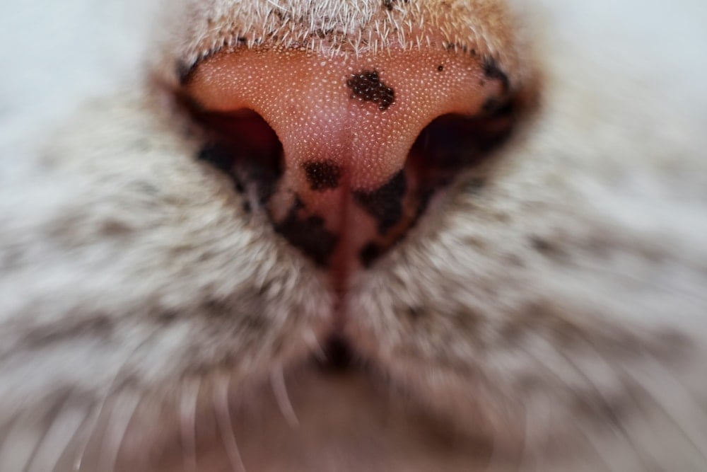 Evolution Cancer Du Nez Chez Le Chat Dry Cat Nose - Causes & Treatment » Petsoid