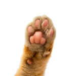cats paw