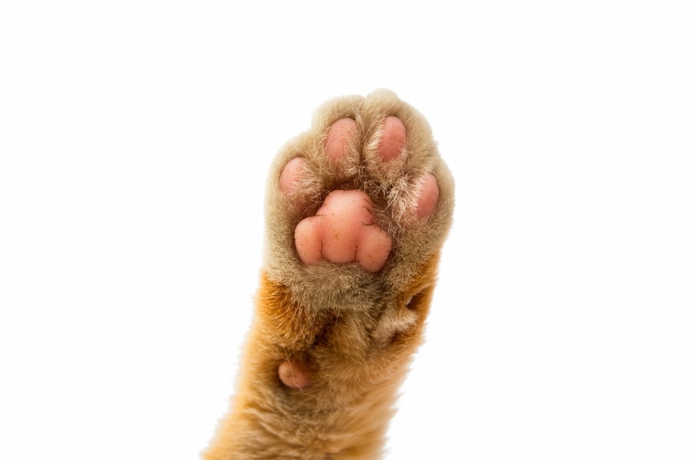 cat webbed feet