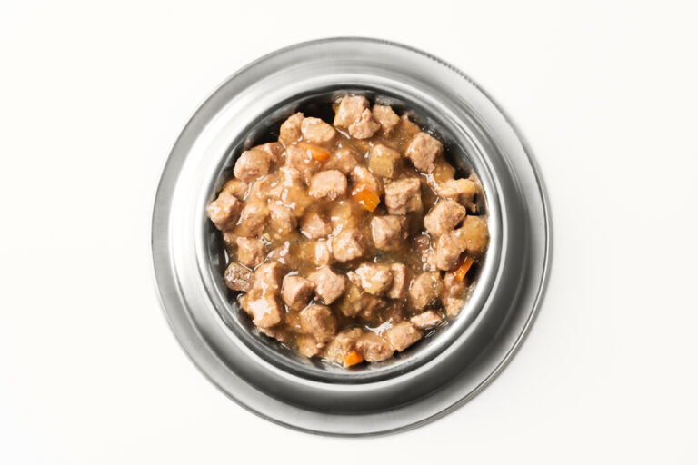 Do Cats Need Wet Food Petsoid