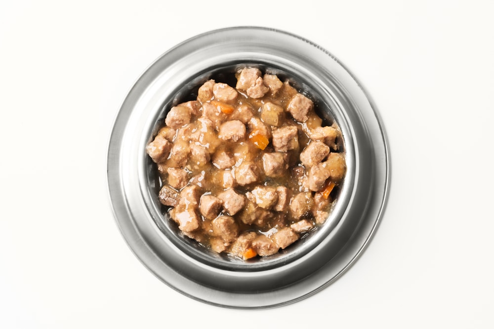 Do Cats Need Wet Food Petsoid