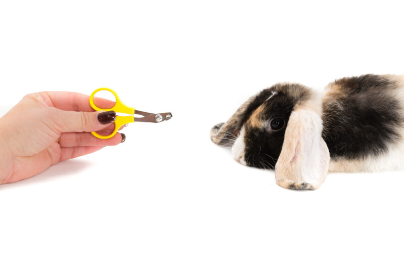 how-to-trim-your-rabbit-s-nails-petsoid