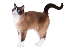 Snowshoe Cat Care Guide & Information