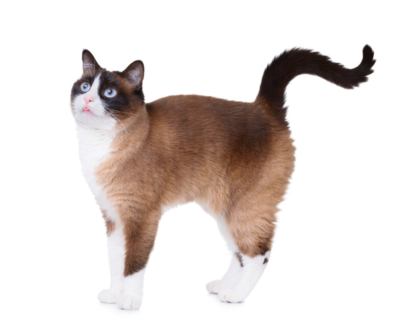 Snowshoe Cat Care Guide & Information » Petsoid