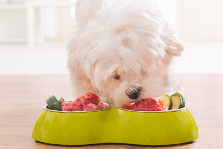 Can My Dog Eat Turkey & Is it Safe? » Petsoid