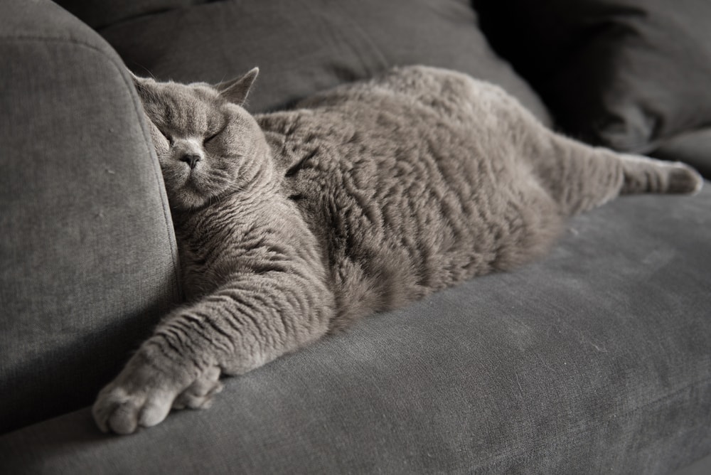 deeply sleeping grey cat