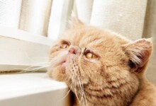 Do Cats Suffer from Seasonal Affective Disorder (SAD)?