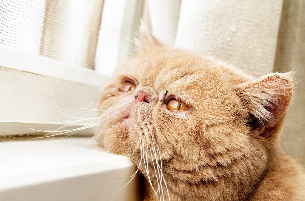 do-cats-suffer-from-seasonal-affective-disorder-sad-petsoid