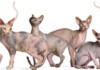 5 Hairless Cat Breeds With Info