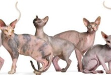 5 Hairless Cat Breeds With Info