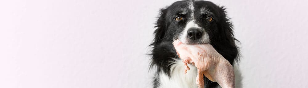 Can My Dog Eat Turkey & Is it Safe? - Petsoid