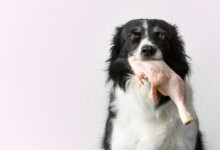 Can My Dog Eat Turkey & Is it Safe?