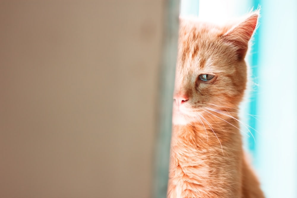 Do Cats Cry? What You Need to Know About It » Petsoid