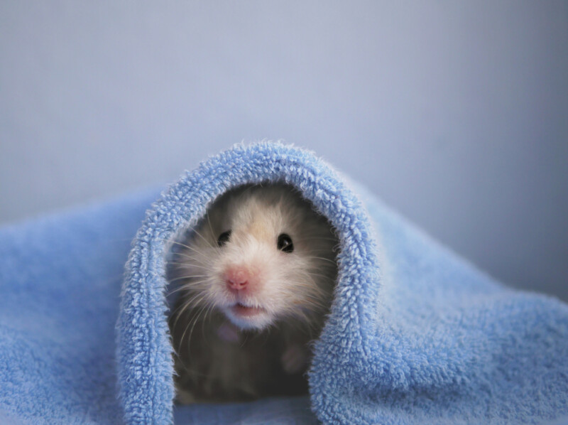 How to Wash a Hamster? » Petsoid