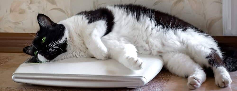 fat cats sleeps on weight e1583402181390