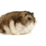 fat hamster