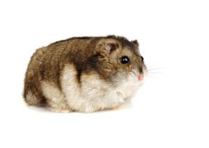 fat hamster
