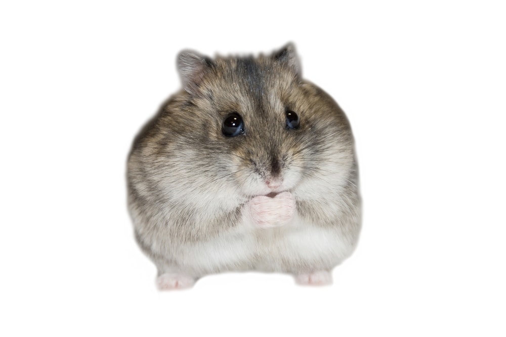 fat hamster white bg