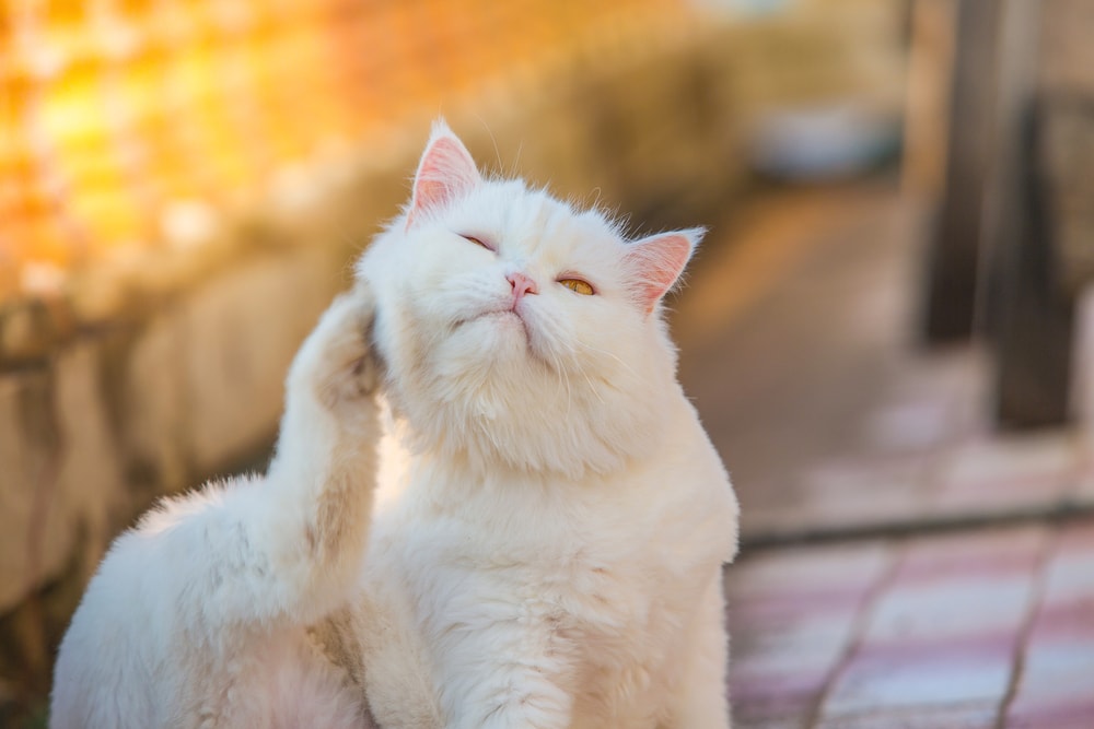 How To Know If Your Cat Has Dry Skin