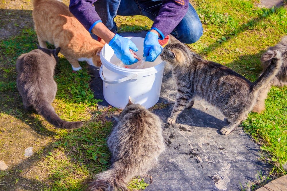 feeding stray cats download