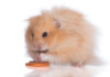 10 Common Mistakes New Hamster Owners Do