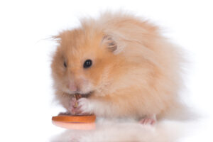 fluffy hamster