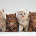 four kittens 1