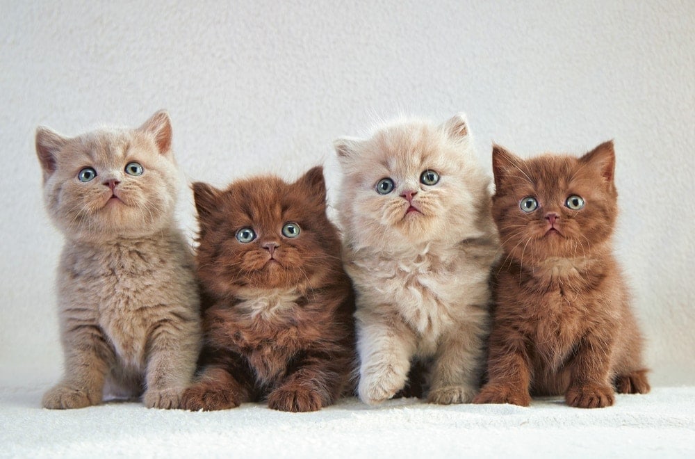 four kittens 1
