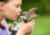 Getting a Pet Rabbit: 8 Things to think about