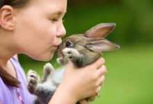 Getting a Pet Rabbit: 8 Things to think about