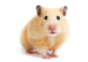 10 Facts About Hamsters