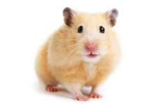 10 Facts About Hamsters