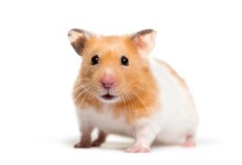 Hamster Care Guide - Information & Costs