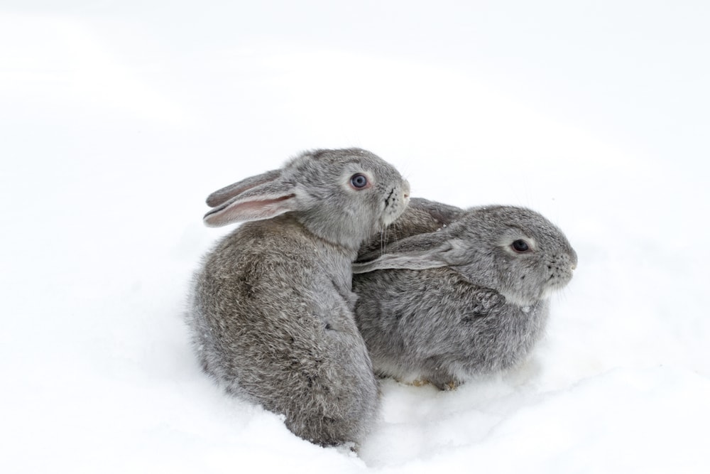 Caring for Pet Rabbits in Cold Weather » Petsoid