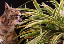 Why Do Cats Eat Plants?