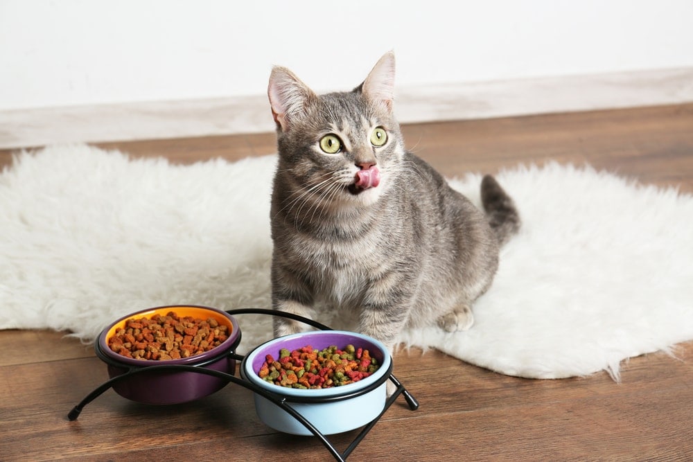 grey cat eats food