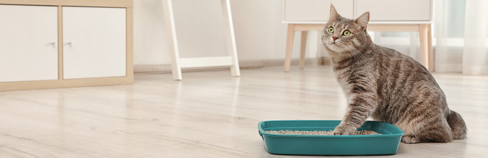 How Often Should You Change Your Cat’s Litter? PawTracks