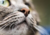 Dry Cat Nose - Causes & Treatment