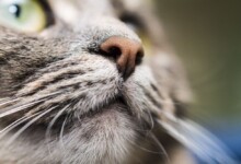 Dry Cat Nose - Causes & Treatment