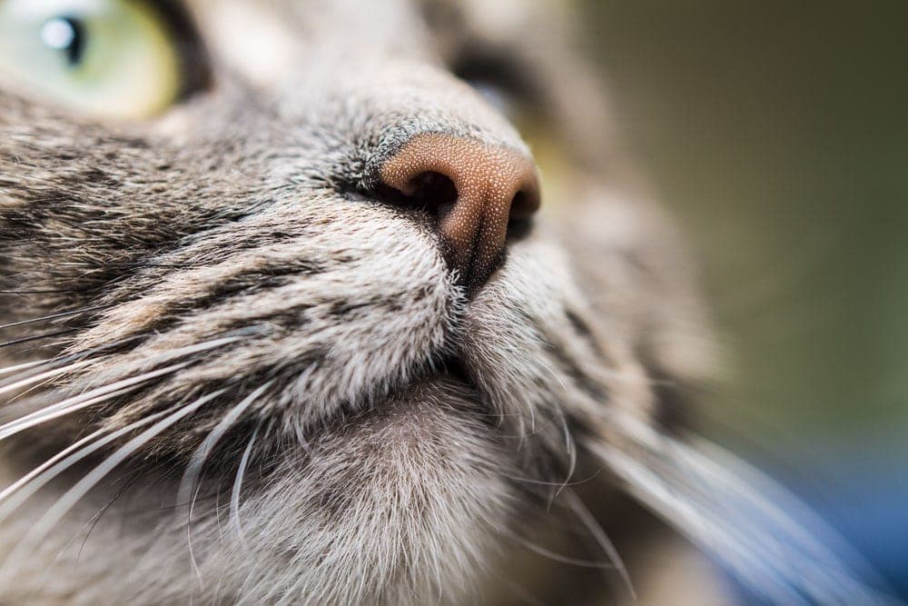 Dry Cat Nose Causes & Treatment » Petsoid