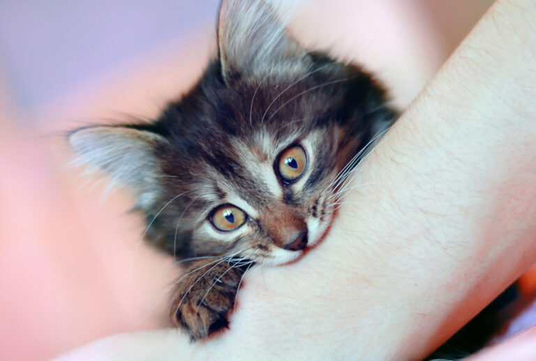 How to Stop Kitten Biting » Petsoid