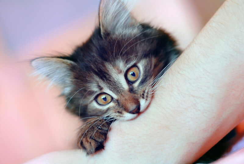 Why Do Cats Purr and Then Bite You? » Petsoid