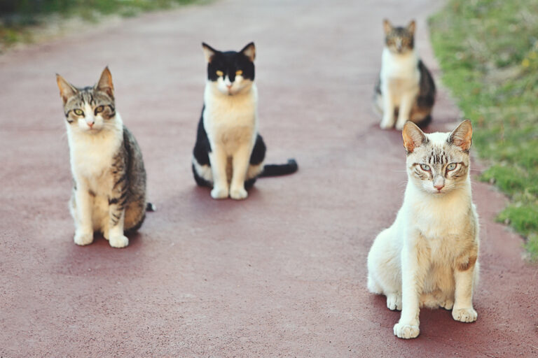 what-is-a-group-of-cats-called-petsoid