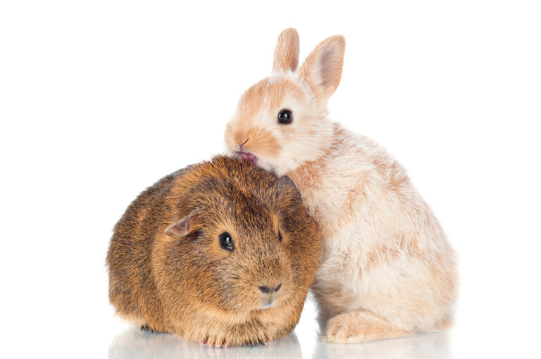 Can Pet Rabbits & Guinea Pigs Live Together? » Petsoid
