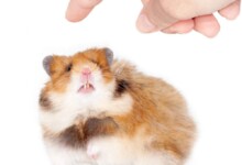 Why Do Hamsters Bite & How to Stop it?