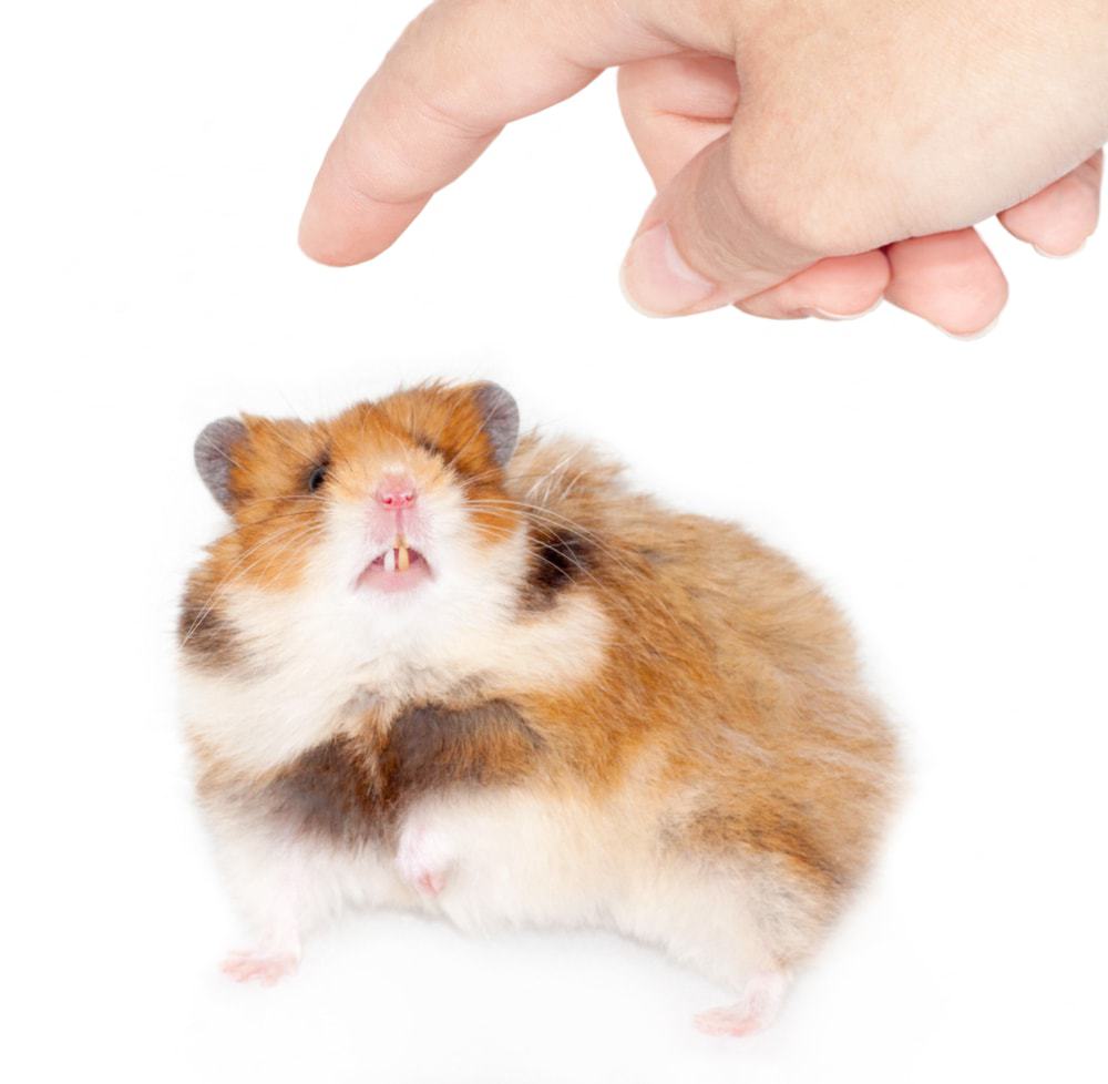 Why Do Hamsters Bite & How to Stop it? » Petsoid