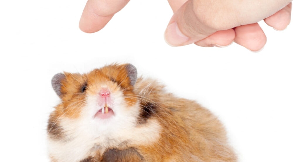 Why Do Hamsters Bite & How to Stop it? Petsoid