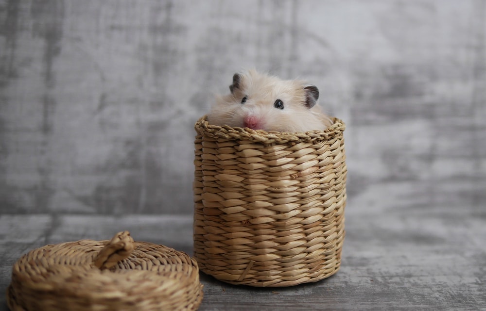 hamster basket